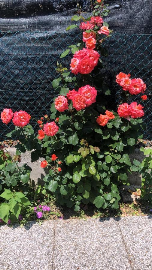 Sensory Garden Bed & Breakfast San Daniele del Friuli Ngoại thất bức ảnh
