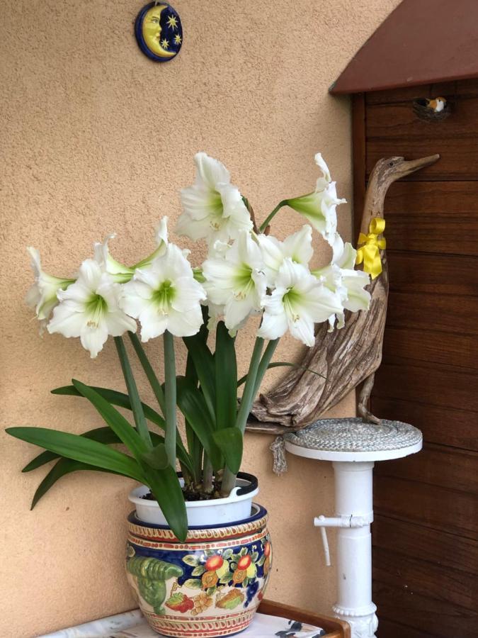 Sensory Garden Bed & Breakfast San Daniele del Friuli Ngoại thất bức ảnh