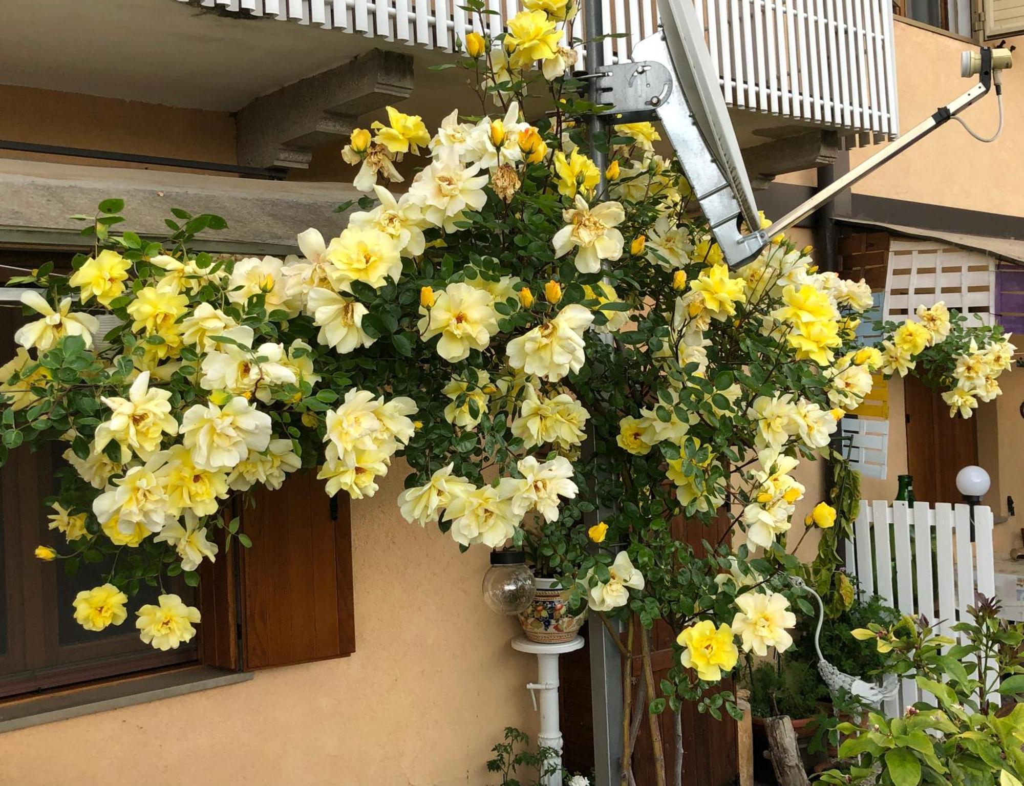 Sensory Garden Bed & Breakfast San Daniele del Friuli Ngoại thất bức ảnh
